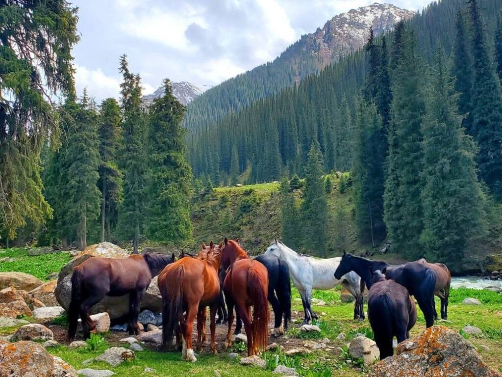 Central Asia horse tours